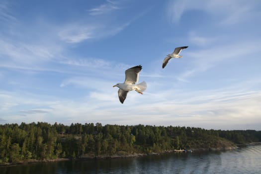 sea gull flying in the blue sky