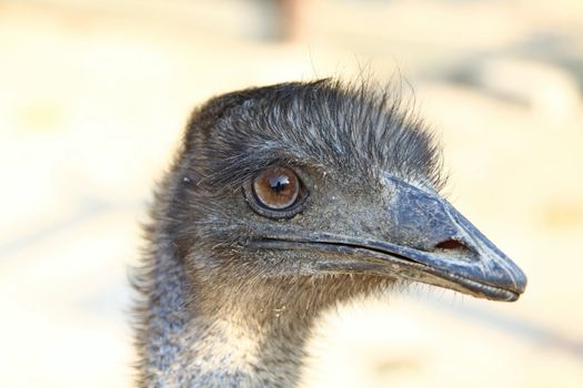 Ostrich head