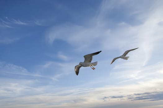 sea gull flying in the blue sky