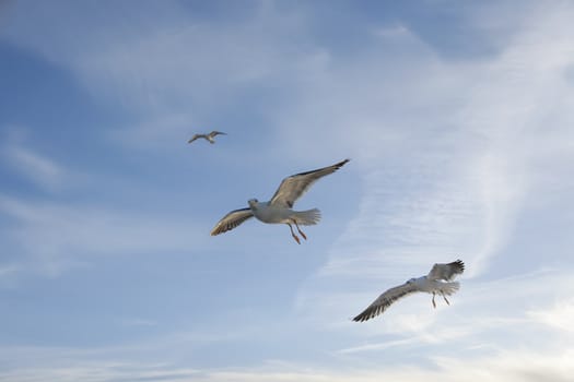 sea gull flying in the blue sky