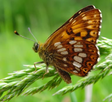 a rusty dotted butterfly on a grass 