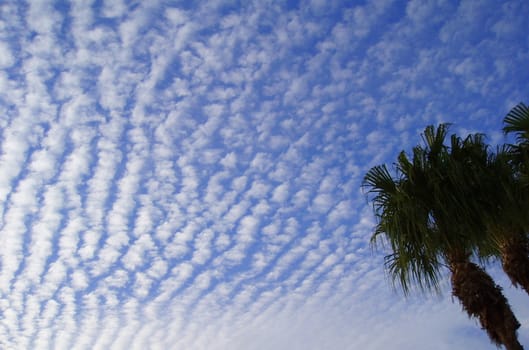 Unusual clouds and a plam tree in Florida.