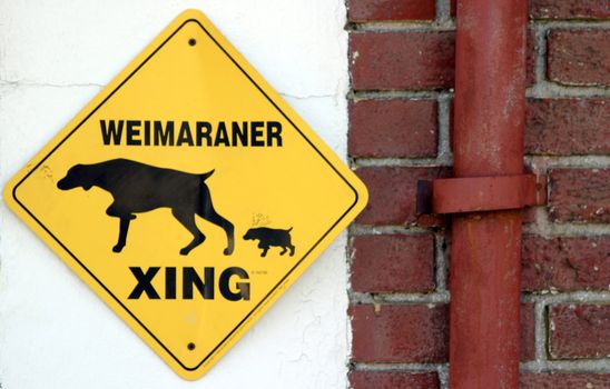 Yellow warning sign with weimaraner and writing