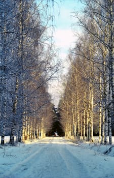  Birche alley in winter snowed park