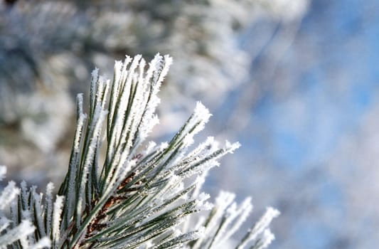 Hoarfrost on the needles of a pine tree on blur background