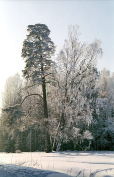 Hoarfrosted birch and pine tree in very cold winter weather