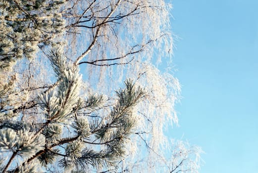 Hoarfrosted branches of pine tree and birch against soft blue sky