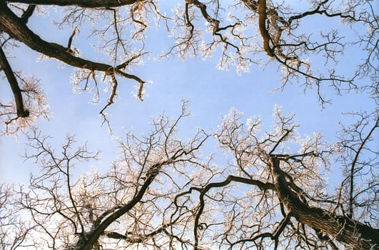 Hoarfrosted oak tree branches on blue sky background