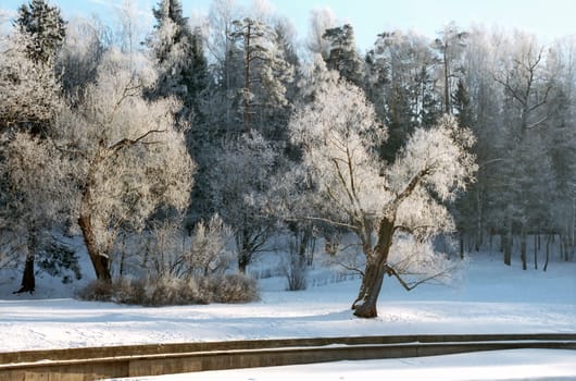 Hoarfrosted trees in cold winter morning 