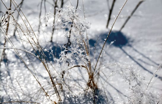 Ice slick on the grass in winter day