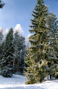 Picturesque fir tree in winter park