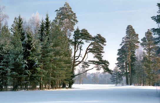 Pine trees in cold sunny winter day