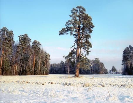  Single pine tree near the forest in winter