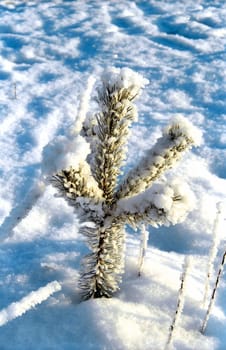 Small snowed pine tree close up