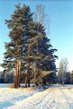 Snowed pathway and trees in sunny cold day