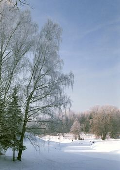 View of winter park with hoarfrosted birrches