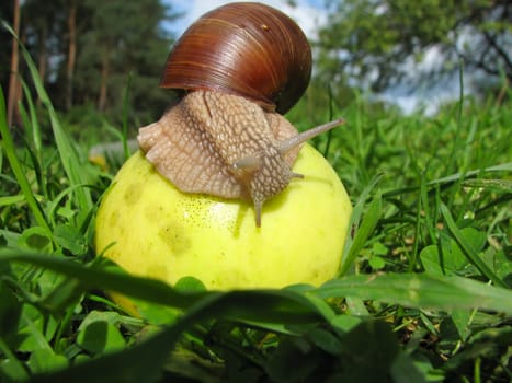 on the apple snail