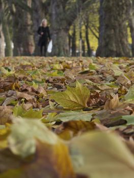 Focus on foreground leaves with figure in the background