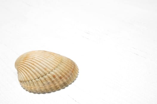 Seashell on White Wood