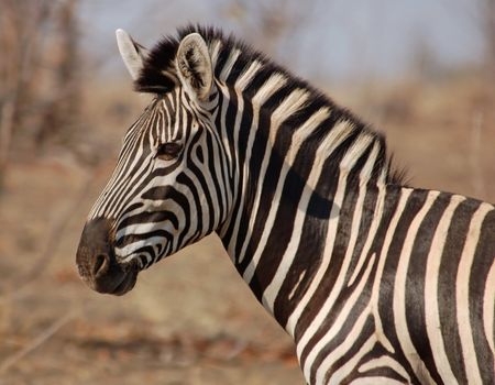 Burchell's Zebra in South Africa