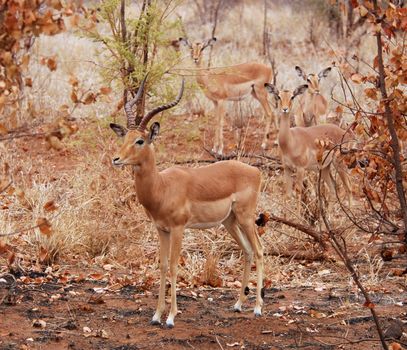 Male Impala Antelope (Aepyceros Melampus) in the Kruger Park, South Africa.