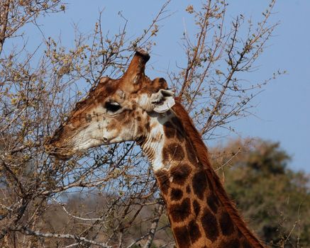 Giraffe in the bushveld of South Africa.
