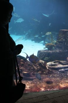 Carole in silhouette looking at the fish in an aquarium.