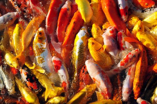 Colorful fancy carp in groups