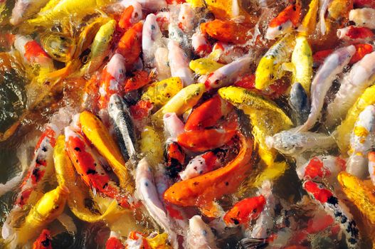 Colorful fancy carp in groups
