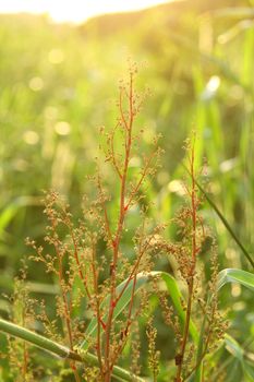 Summer grasses under sunshine