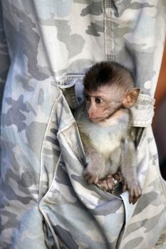 The small monkey in a pocket of trousers