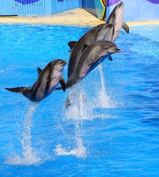 Dolphins jumping high from blue water 