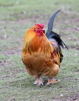 Cockerel