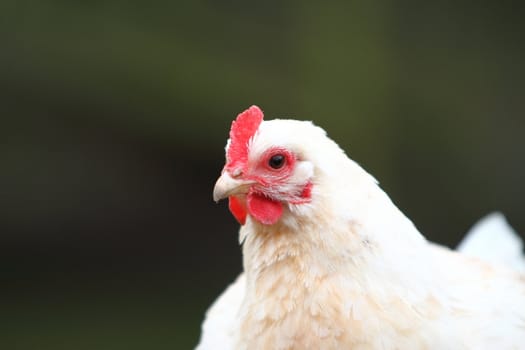 cockerel