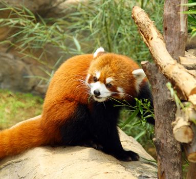 The endangered red panda 