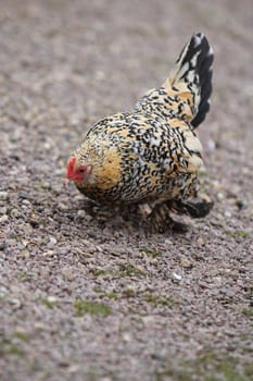 ornamental chicken