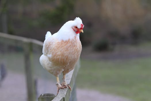 Rooster