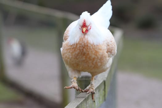 Rooster