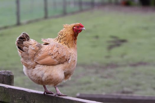 Rooster or cockerel