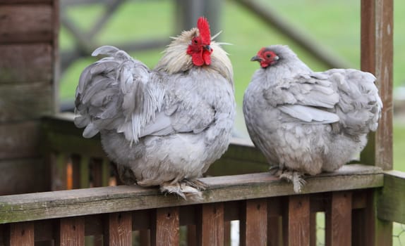 Rooster and hen