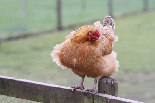 Rooster or cockerel