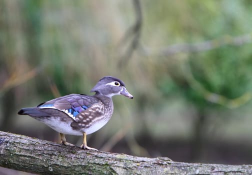 Female Mandarin duck