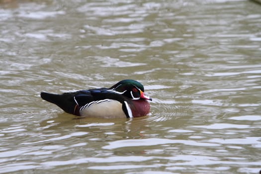 Ornamental duck