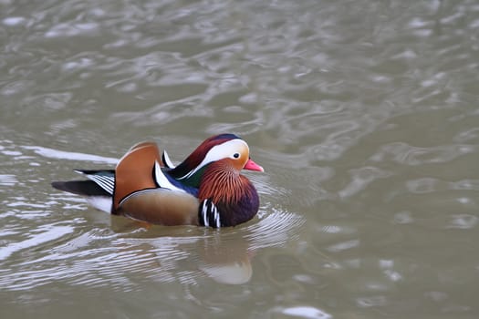 Mandarin duck