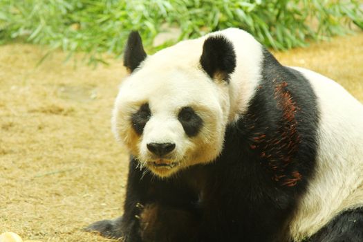 Giant panda bear 