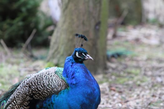 Peacock