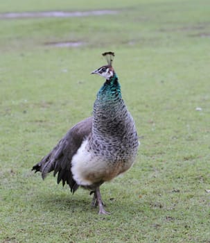 Peahen