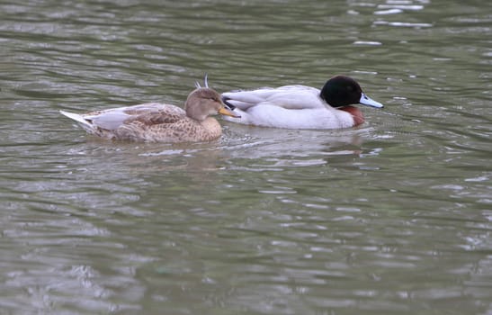 Ornamental duck