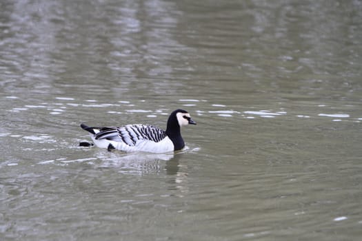 Barnacle Goose