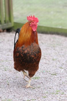 Cockerel